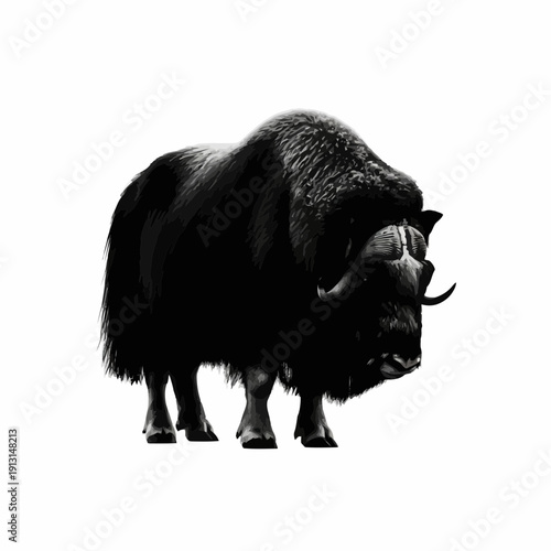 Musk Ox Standing Majestic Black and White.