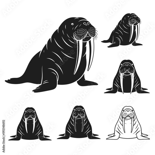 Set of Walrus Illustrations in Black and White.