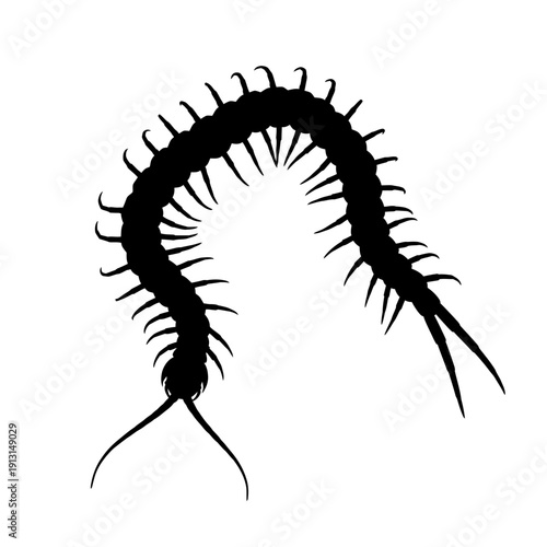 Silhouette of a Centipede with Many Legs.