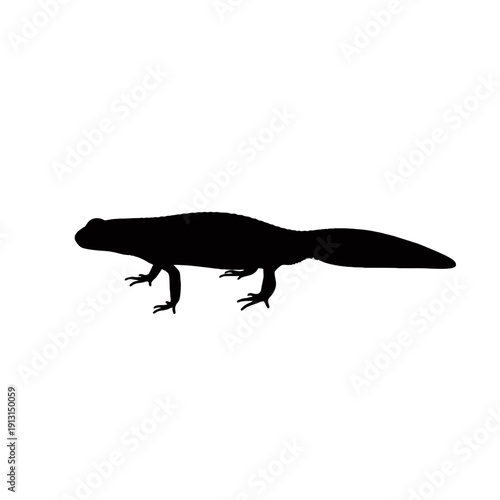 Silhouette of a salamander with a long tail.