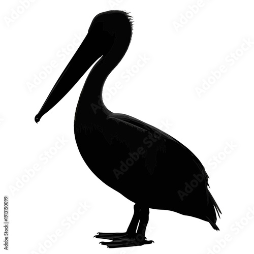 Silhouette of a Pelican Bird Standing.