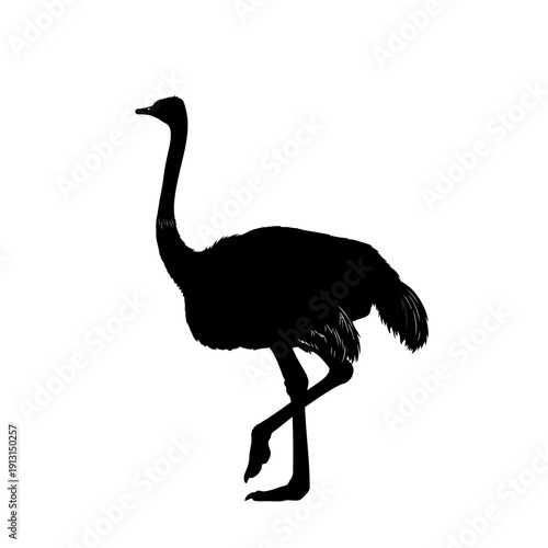 Silhouette of an Ostrich walking 1.