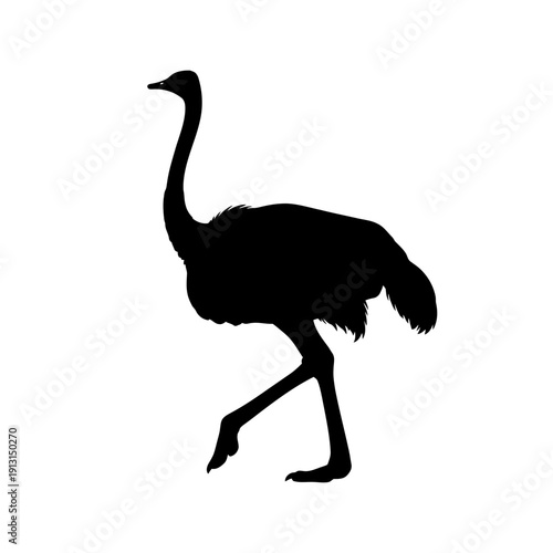 Silhouette of an Ostrich walking.
