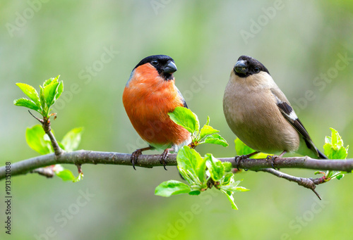 Photography two little birds perching on branch of tree on green background