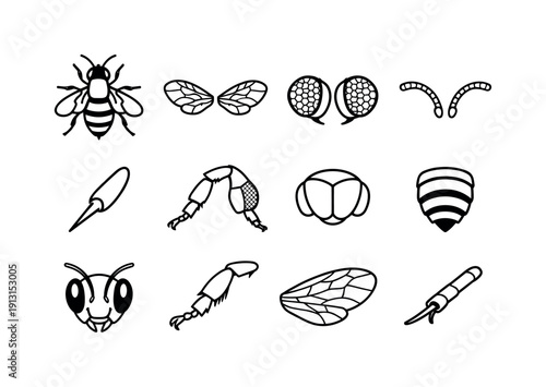 Bee Anatomy Icons. Bee Anatomy. Line icon set of Bee Anatomy: bee silhouette, wings pair, compound eyes, antennae, stinger, pollen basket, thorax section,