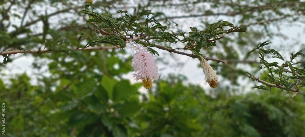 Fototapeta premium The kapok flowers hang gently on the branches, against the backdrop of lush green leaves and skylight, creating a calm, serene, natural tropical atmosphere in a quiet rural garden.