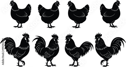 Chicken and rooster silhouette collection with farm poultry poses, hen and cock black vector illustrations isolated on white background