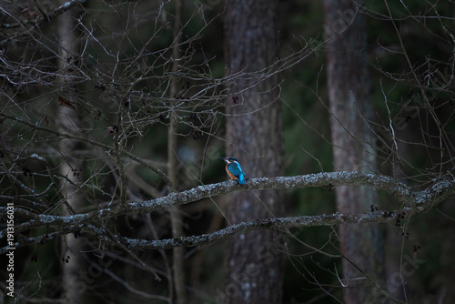 A common kingfisher is hunting in the river. A alcedo atthis was seen near the water source during the winter. A common bluebird with an orange belly that hunts small fish.