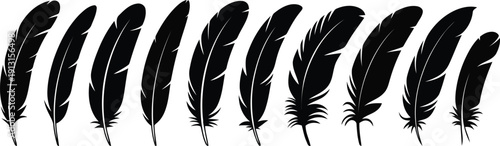 A collection of different black bird feathers arranged horizontally on a pure white background