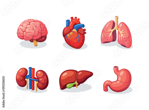 Medical anatomy posters. Isometric flat vector icons set of medical anatomy posters: brain anatomy chart, heart anatomy chart, lung anatomy