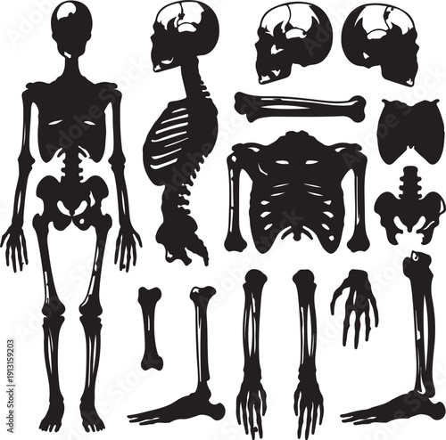 Human skeleton silhouette collection isolated on transparent background for medical and educational purposes