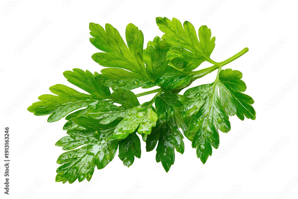 Fototapeta premium Fresh green parsley herb sprig isolated on transparent background. Fresh parsley sprig with water droplets isolated on white background.