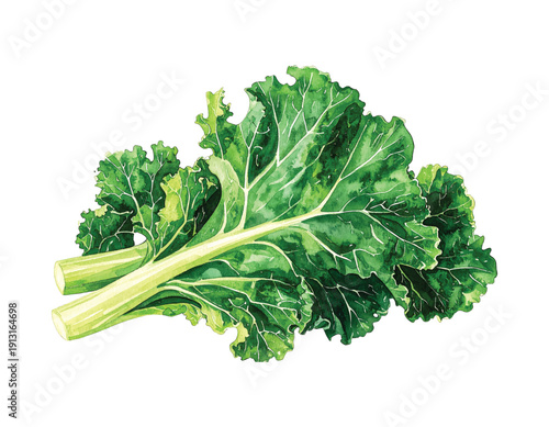 Watercolor painting of fresh green kale leaves with thick stems and illutrastion transparent background