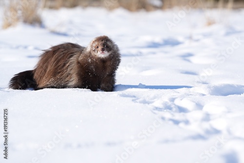 Schilderij op canvas Brown angora ferret in snow