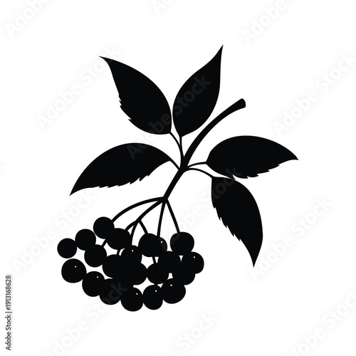 Black and white illustration of a bunch of berries with leaves silhouette vector design, elderberry silhouette vector illustration