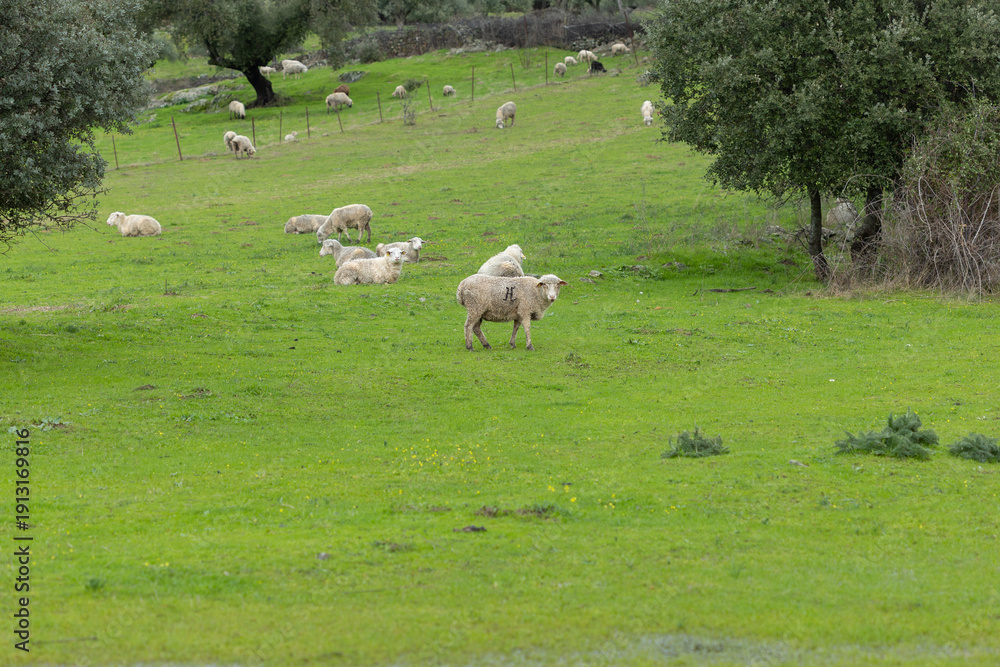 Obraz premium Sheep Grazing in the Extremadura Dehesa Landscape
