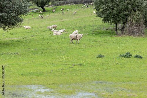 Tablou pe pânză Sheep Grazing in the Extremadura Dehesa Landscape