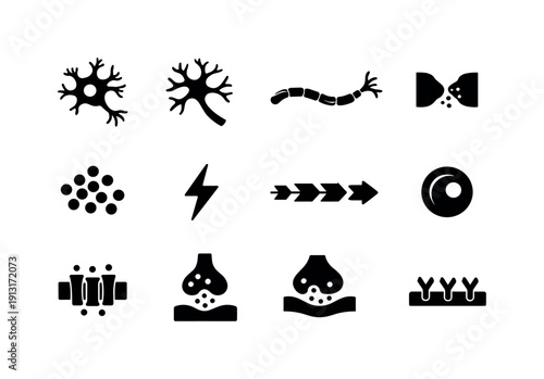 Nervous system. Solid icon set of neuron anatomy: neuron body, dendrites, axon, myelin sheath, synaptic gap, neurotransmitter dots,
