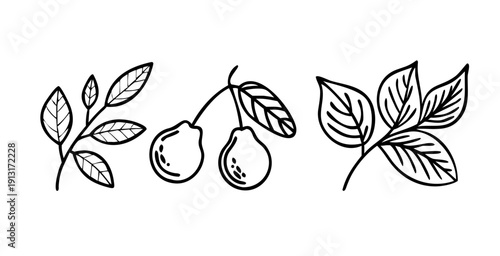 Simple botanical outline drawings featuring olive branches, a fig, a leaf, and an avocado, ideal for organic food branding, healthy lifestyle promotions, and natural product packaging. vector icons