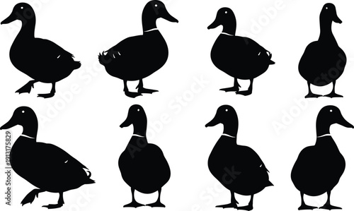 Duck silhouettes, wildlife birds, waterfowl, animal posture, nature illustration, flying ducks, aquatic species, bird shapes, outdoors, silhouette art, conservation theme