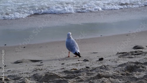 Black-headed gull (Chroicocephalus ridibundus) walking along the shore of the Black Sea and feeding during an environmental disaster a spill of vegetable oil during wartime at sea