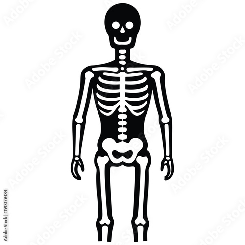 Skeleton anatomy illustration showing human bones structure for medical education purposes