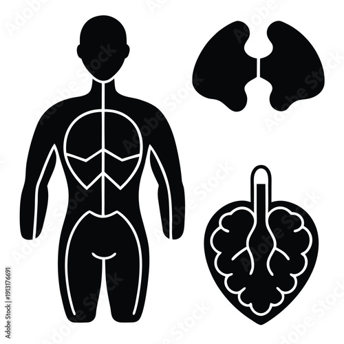 Human anatomy diagram with lungs and respiratory system detailed illustration
