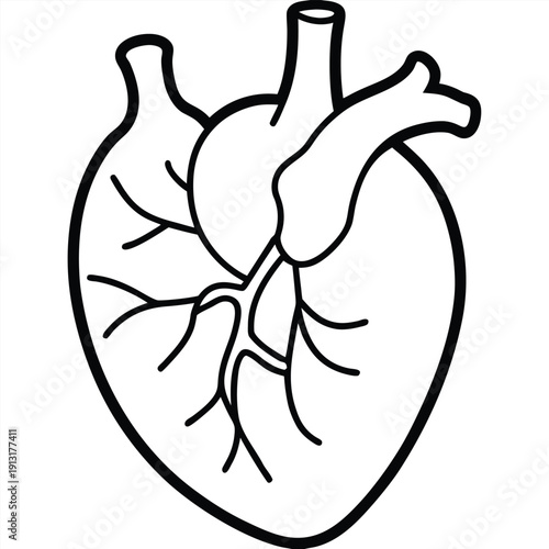 Human heart anatomical line icon vector illustration for medical and healthcare concepts