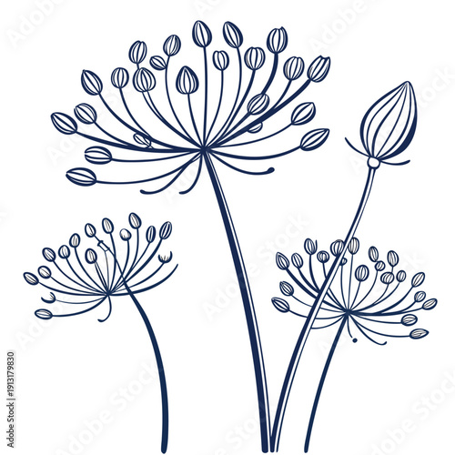 seed head stage line art on white background