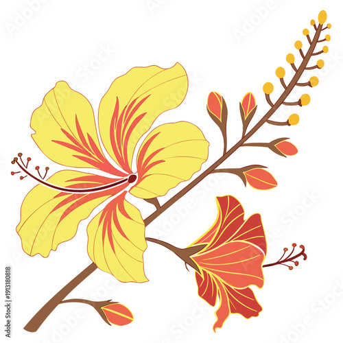golden shower tree flower colorful on white background