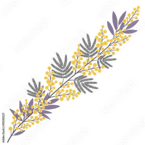 A delicate illustration of a mimosa branch with yellow pompom flowers and grey-green leaves.