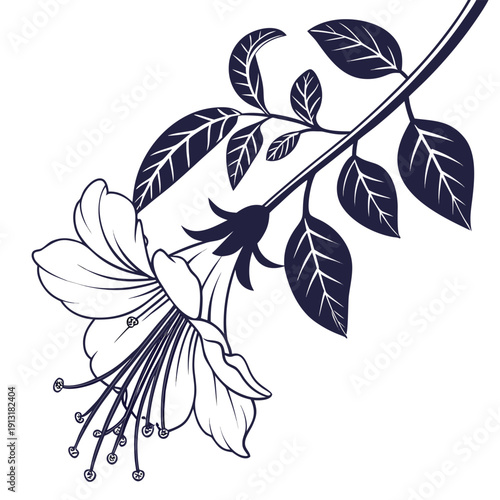 black and white butterfly pea