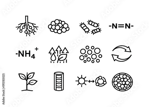 Nitrogen fixation in root nodules. Line icon set of Nitrogen fixation in root nodules: legume root, root nodules, rhizobia bacteria, nitrogen