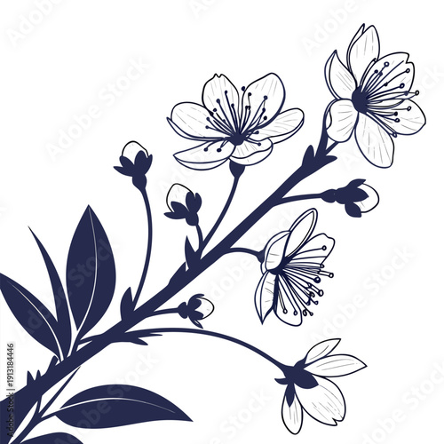 backlit petals silhouette on white background