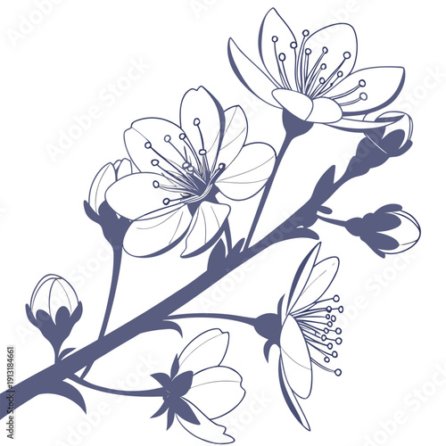 backlit petals silhouette on white background