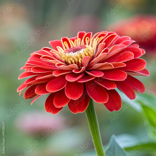 vibrant red zinnia bloom