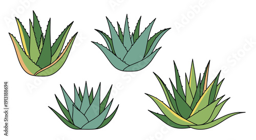 Aloe Vera Plant Line soft tone color illustration
