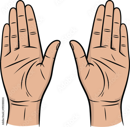 Open human hands front view illustration, detailed palm lines and fingers anatomy, symmetrical gesture symbol isolated on white background, vector style design for medical and educational use