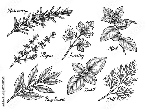 Culinary herbs set with rosemary mint basil and thyme