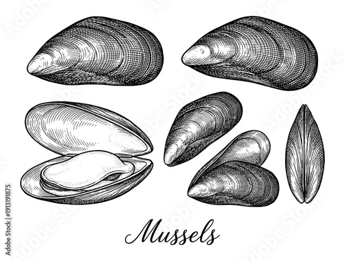 Mussels shell and meat vintage engraving set