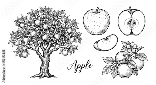 Apple tree and fruit vintage engraving botanical set