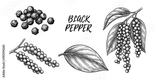 Black pepper plant and peppercorns vintage engraving set