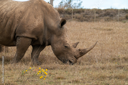 Photography Large Rhinos in Africa grazing on grass, safari animals