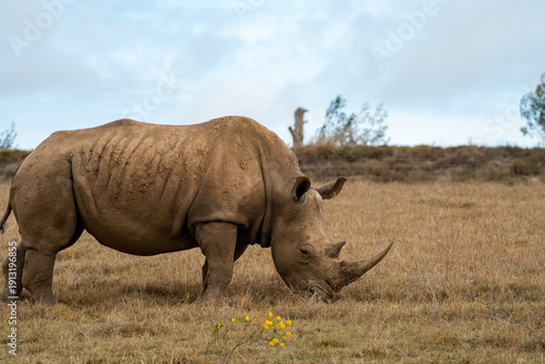 Large Rhinos in Africa grazing on grass, safari animals