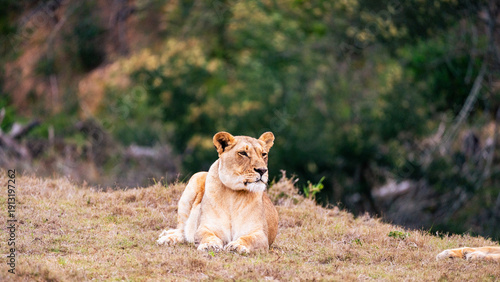 lioness in the grass