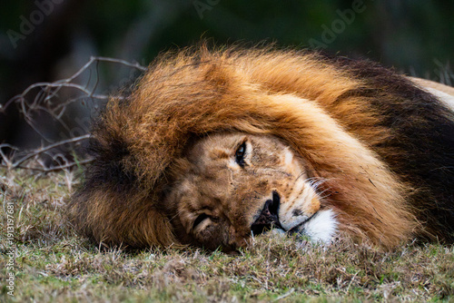 Male lion lying on the grass in South Africa