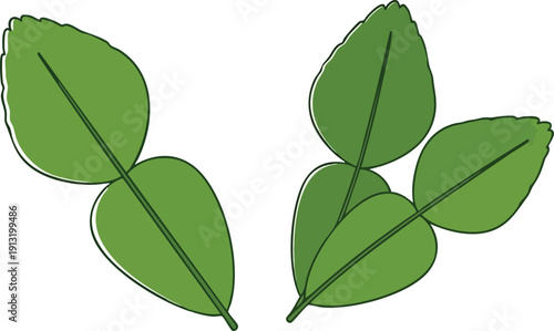 Illustration of a pair of green kaffir lime leaves with a delicate outline, perfect for culinary or botanical themes