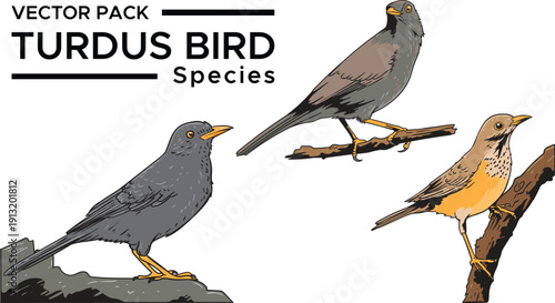 Vector Bird Turdus species