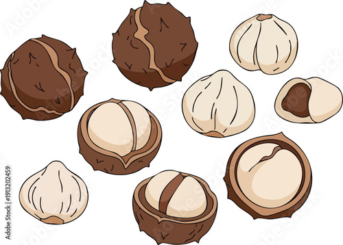 Collection of delicious macadamia nuts, some whole and some cracked, showcasing their unique shell and kernel texture