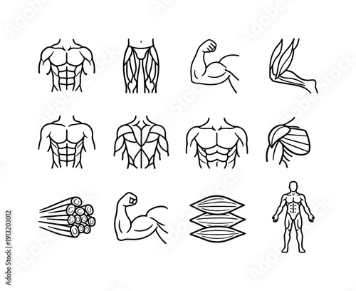 Muscular Anatomy Study. Line icon set of Muscular Anatomy Study: upper body muscles, lower body muscles, arm muscle groups, leg muscle